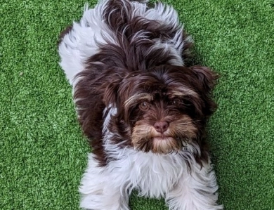LINDY chocolate girl, solid face Havanese