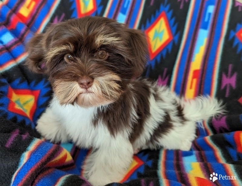 LINDY chocolate girl, solid face LINDY chocolate girl, solid face Havanese