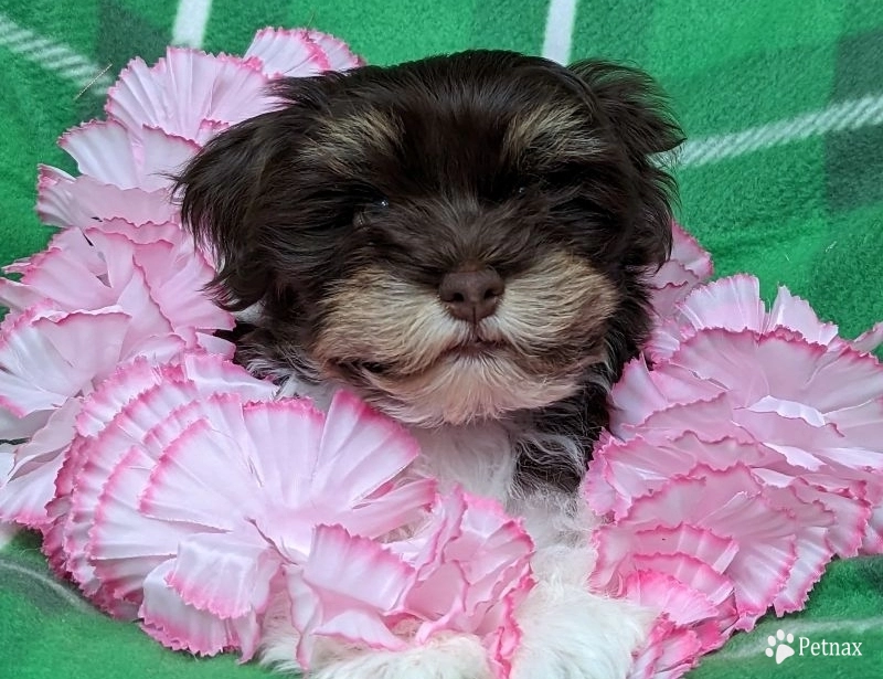 LINDY chocolate girl, solid face LINDY chocolate girl, solid face Havanese