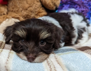 LINDY chocolate girl, solid face Havanese