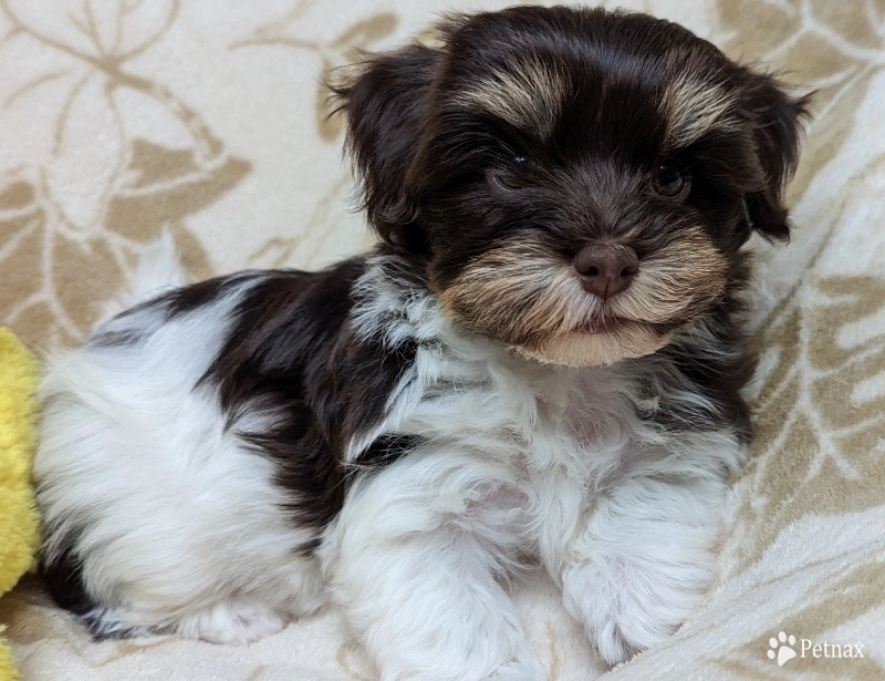 LINDY chocolate girl, solid face LINDY chocolate girl, solid face Havanese