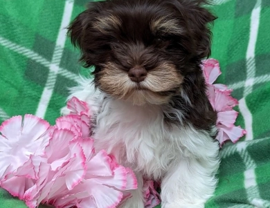 LINDY chocolate girl, solid face Havanese