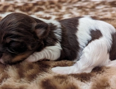 LINDY chocolate girl, solid face Havanese