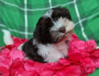 LINDY chocolate girl, white blaze