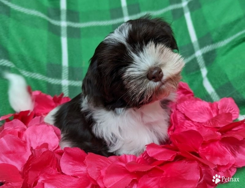 LINDY chocolate girl, white blaze LINDY chocolate girl, white blaze Havanese