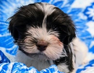 LINDY chocolate girl, white blaze Havanese