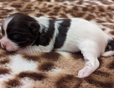 LINDY chocolate girl, white blaze Havanese