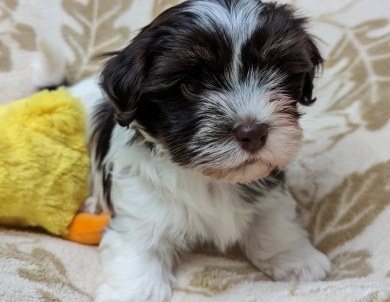 LINDY chocolate girl, white blaze Havanese