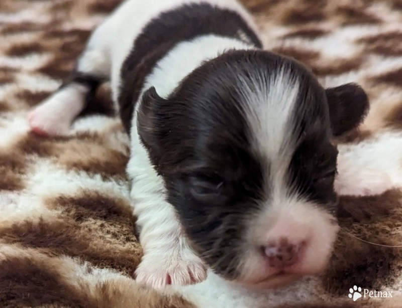 LINDY chocolate girl, white blaze Havanese