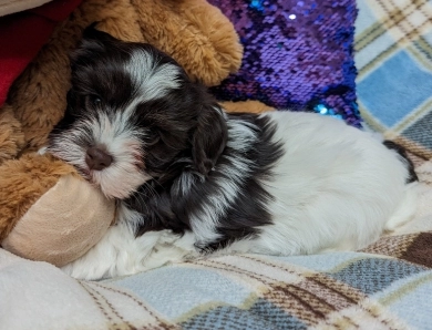 LINDY chocolate girl, white blaze Havanese