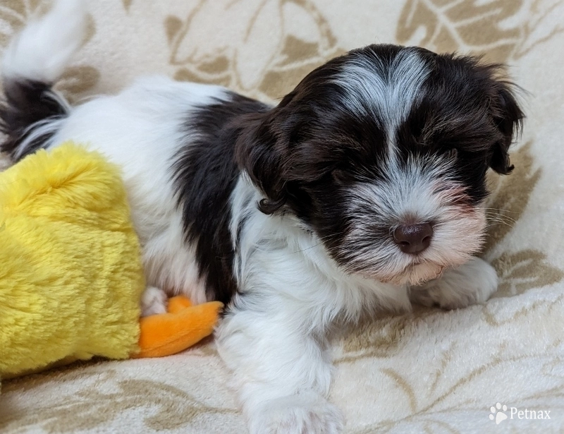 LINDY chocolate girl, white blaze LINDY chocolate girl, white blaze Havanese