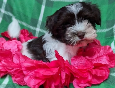 LINDY chocolate girl, white blaze Havanese