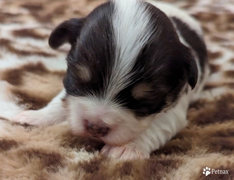 LINDY chocolate boy, white blaze Havanese