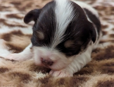 LINDY chocolate boy, white blaze Havanese