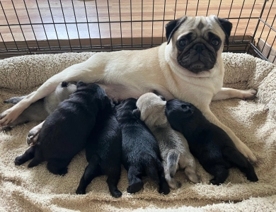 Brooke Pug