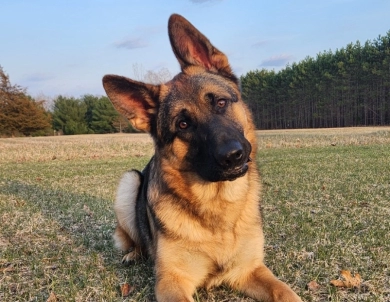 Von Westlynn's Mad Max German Shepherd