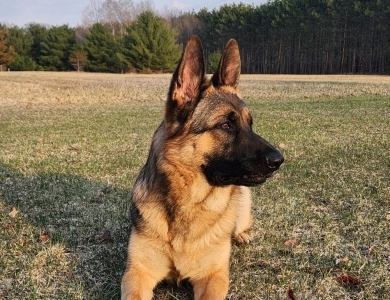 Von Westlynn's Mad Max German Shepherd