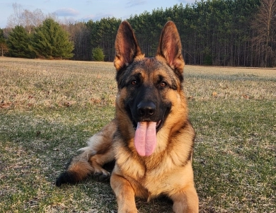 Von Westlynn's Mad Max German Shepherd