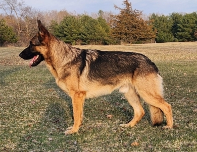 Von Westlynn's Mad Max