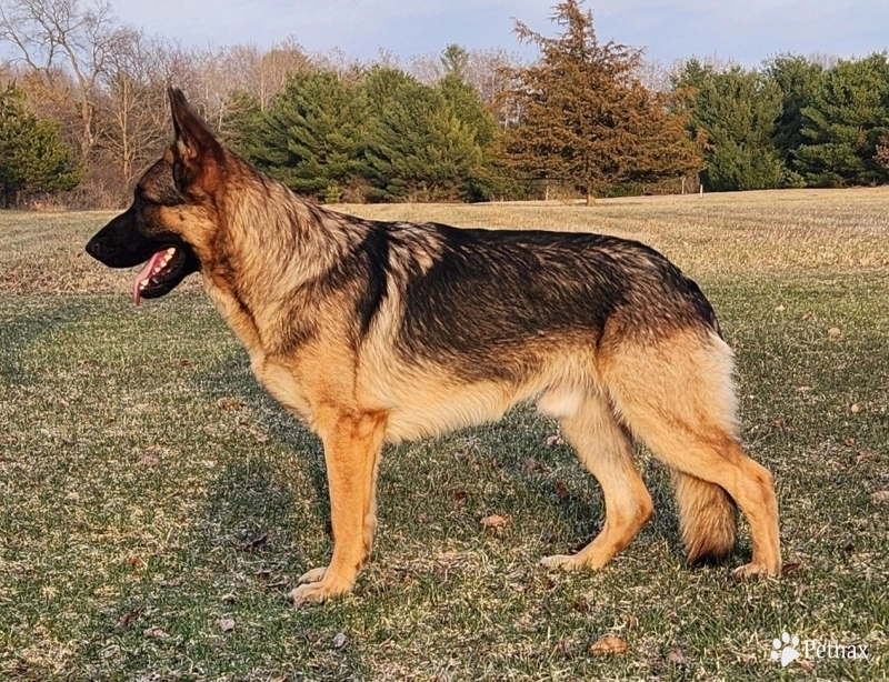Von Westlynn's Mad Max German Shepherd