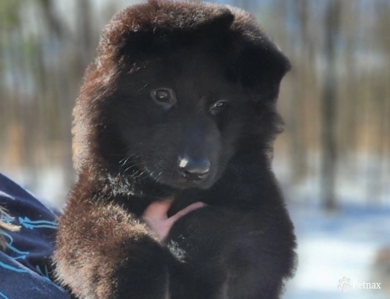 Simon German Shepherd