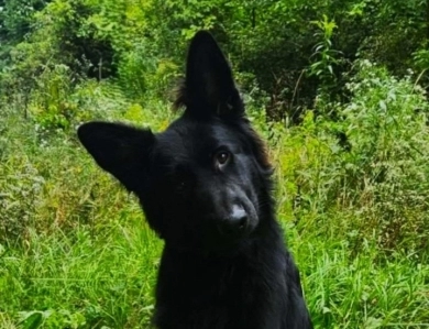 Ryder