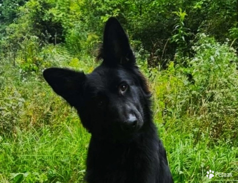 Ryder German Shepherd