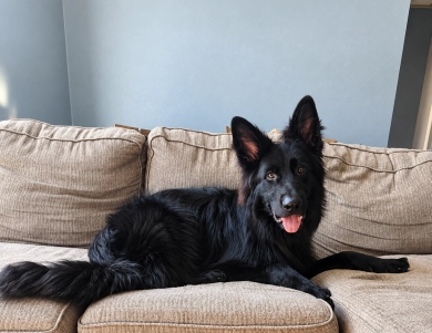 Ryder Ryder German Shepherd