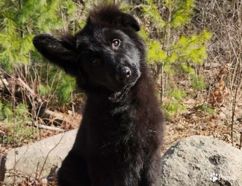 Bailey German Shepherd