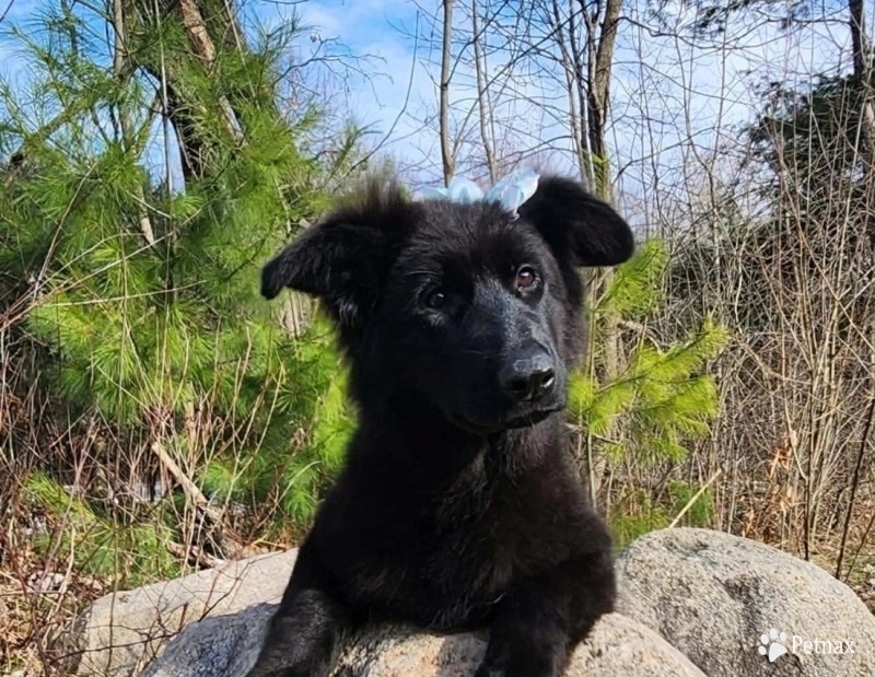 Bailey German Shepherd