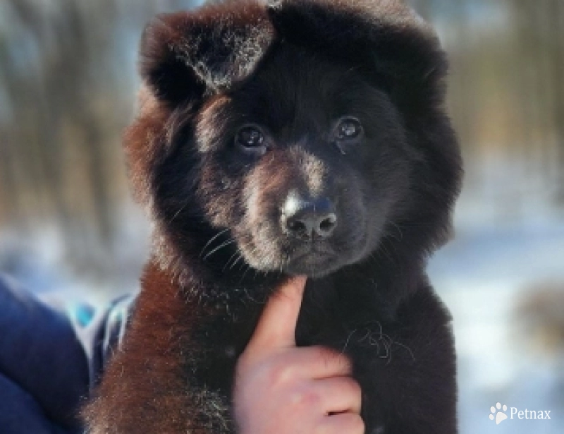 Bailey German Shepherd