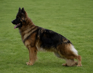 Venezia House Of Ilinen Venezia House Of Ilinen German Shepherd