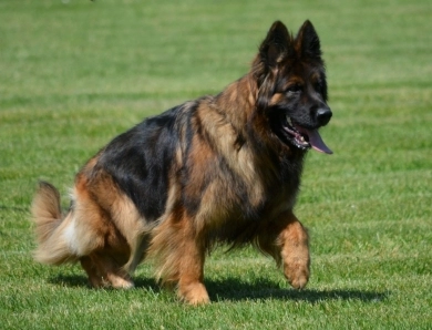 Venezia House Of Ilinen Venezia House Of Ilinen German Shepherd