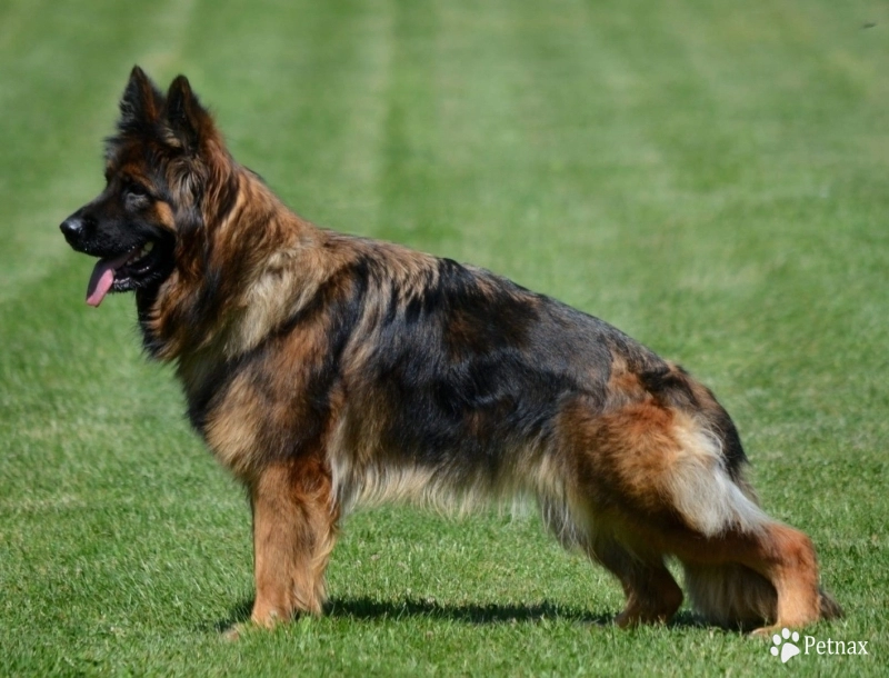 Venezia House Of Ilinen German Shepherd