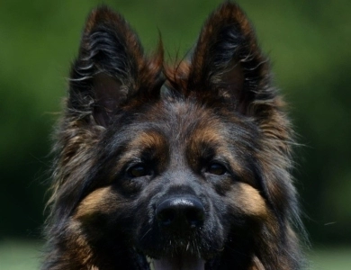 Venezia House Of Ilinen Venezia House Of Ilinen German Shepherd