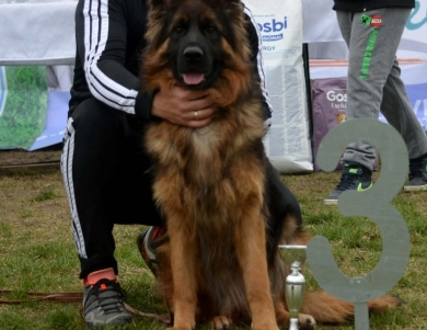 Veni Veni German Shepherd