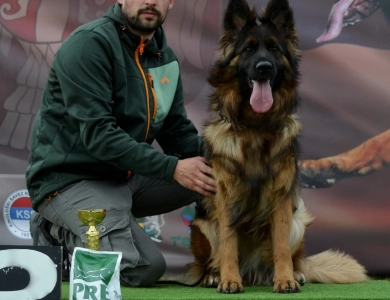 Venezia House Of Ilinen Venezia House Of Ilinen German Shepherd