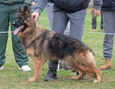 Veni Veni German Shepherd