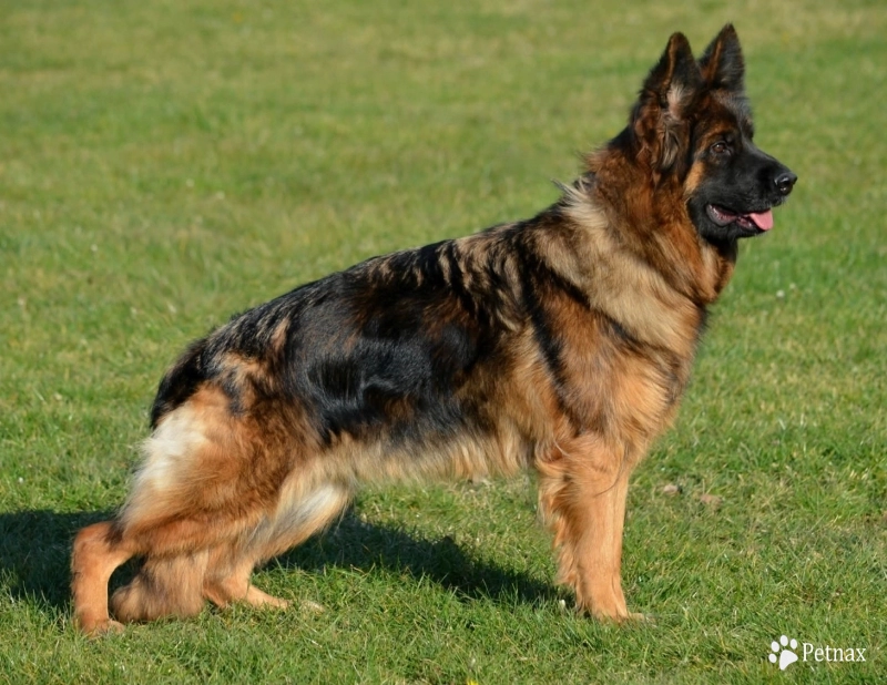 Veni German Shepherd