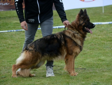 Venezia House Of Ilinen Venezia House Of Ilinen German Shepherd