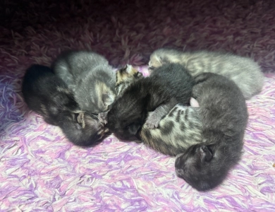 Black Babies  Bengal