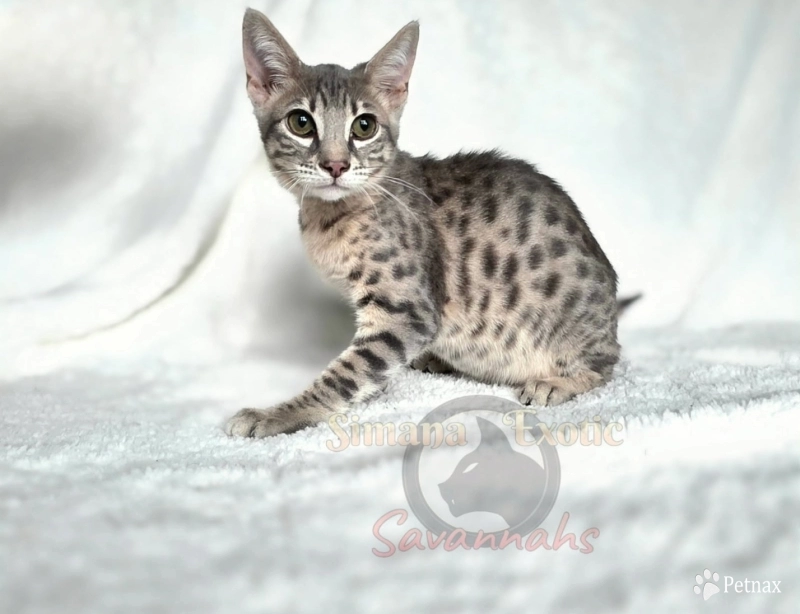 Purple Savannah