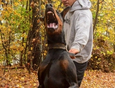 Cristal Di Casa Kalinas Doberman Pinscher