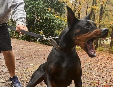 Cristal Di Casa Kalinas Doberman Pinscher