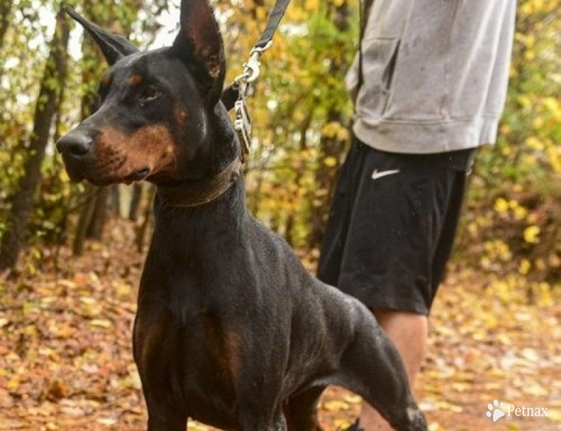 Cristal Di Casa Kalinas Doberman Pinscher