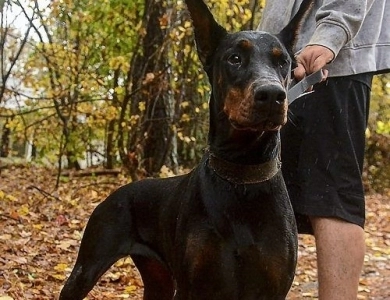 Cristal Di Casa Kalinas Doberman Pinscher