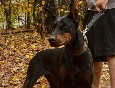 Cristal Di Casa Kalinas Doberman Pinscher
