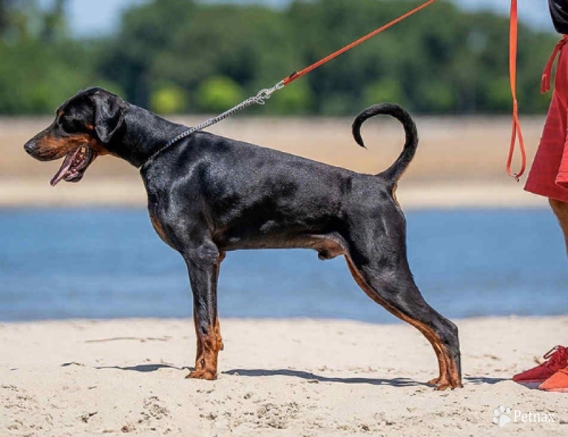 Fanatic Angel of Shaytan Doberman Pinscher