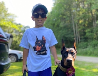 AKC Full Euro  Doberman Pinscher