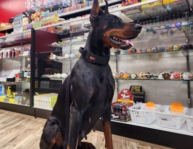 AKC Full Euro  Doberman Pinscher